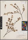 Foto von Salix aurita L. x Salix repens L.